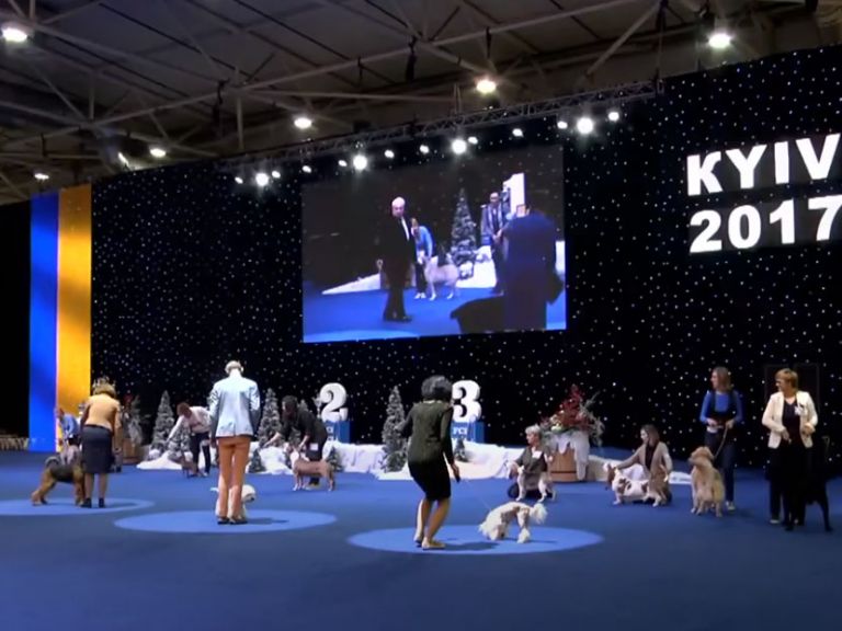 International Dog Show Crystal Cub of Ukraine 2017 and Kiev Pus, IEC, Kyiv