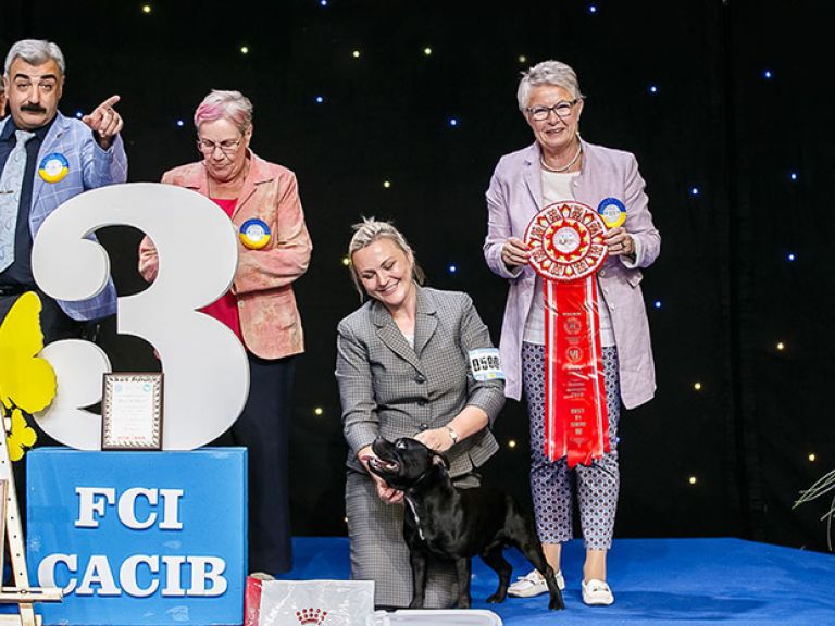 Виставка собак  Кубок Європи 2019, МВЦ, Київ