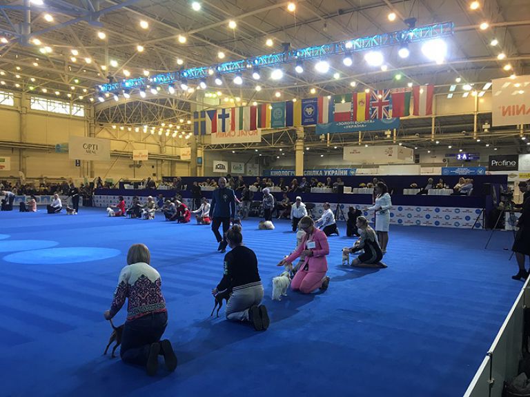 International Dog Show of all breeds, Golden Gate - 2019 and Ukraine - 2019, IEC, Kyiv