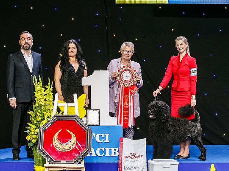Выставка собак  Кубок Европы 2019, МВЦ, Киев